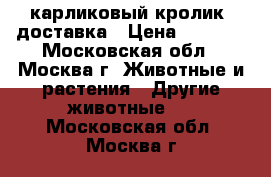 карликовый кролик. доставка › Цена ­ 1 000 - Московская обл., Москва г. Животные и растения » Другие животные   . Московская обл.,Москва г.